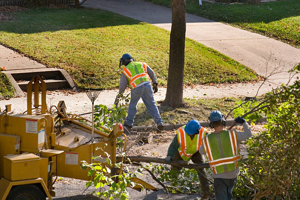 Best Lawn Disease Treatment  in Janesville, WI